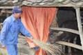 Lạng Sơn: Phòng chống rét và sương muối cho gia súc, vật nuôi