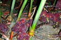 Lào Cai quản lý chặt hoạt động trồng cây dược liệu dưới tán rừng trồng