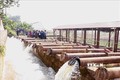 Điều tiết nguồn nước để giảm tình trạng thiếu nước vụ Đông Xuân 2019-2020