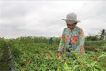 Trà Vinh khuyến cáo nông dân ngưng xuống giống lúa Đông Xuân