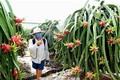 Hợp tác xã liên kết với doanh nghiệp tìm đầu ra cho sản phẩm nông nghiệp ở Bình Thuận