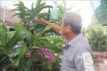 Làm giàu từ trồng hoa lan ở Bà Rịa - Vũng Tàu