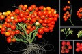  Cà chua biến đổi gien ra trái chùm như nho 