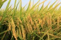柬埔寨发布2019-2023年农业发展战略