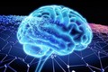Phát hiện mối liên hệ giữa trí thông minh mềm và kích cỡ não