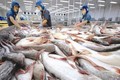 越南查鱼对俄罗斯出口大幅下降