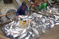 2019年越南查鱼出口额达24亿美元的目标完全有可能实现