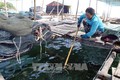 Một số biện pháp phòng bệnh cho cá biển nuôi lồng bè