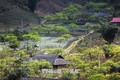 越南山罗省木州高原茶文化之美