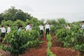 全国咖啡树复耕和杂交改造面积达10.9万公顷