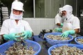 越南对韩国虾类出口有望达5亿美元