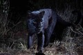 Phát hiện loài báo đen châu Phi quý hiếm