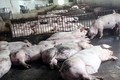 非洲猪瘟病毒入境越南的风险较高