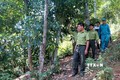 Tuyên Quang phát triển rừng trồng theo tiêu chuẩn quốc tế
