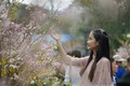 2019年日本-河内樱花节将展现世界奇观