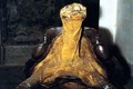 Phát hiện mẫu vật sống của loài rùa khổng lồ được cho đã tuyệt chủng