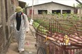 FAO Việt Nam hỗ trợ kiểm soát dịch tả lợn châu Phi