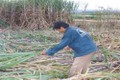 Người Bahnar ứng dụng công nghệ trồng trọt trên cánh đồng mẫu lớn để thoát nghèo