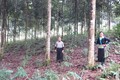 Gắn bảo vệ, phát triển rừng với lợi ích của người trồng rừng ở huyện Mù Cang Chải