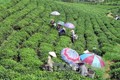 Nét đẹp văn hóa thưởng trà trên cao nguyên Mộc Châu