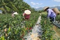 Ninh Thuận: Trồng “ớt Hàn Quốc” giúp người dân nâng cao thu nhập