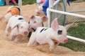Những phong tục lạ liên quan đến lợn