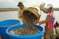 茶荣省多措并举提高虾类产量和质量