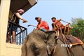 颇具本土文化特色的祈求大象健康仪式在得乐省举行
