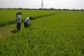 Thanh Hóa phòng trừ sâu bệnh gây hại cho lúa
