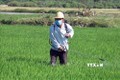 Thanh Hóa phòng trừ sâu bệnh gây hại cho lúa