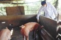 Long An khẩn cấp phòng chống bệnh dịch tả lợn châu Phi giáp ranh vùng biên giới