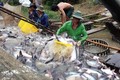 2019年越南努力保持查鱼出口增长态势