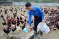Anh Quách Văn Bộ làm giàu từ mô hình nuôi gà sạch theo tiêu chuẩn VietGAP