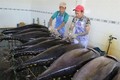 2019年越南金枪鱼出口目标为10亿美元