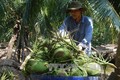 努力推动九龙江三角洲椰子行业可持续