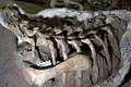 Argentina phát hiện hóa thạch khủng long chân chim mới