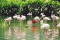 Chim quý nằm trong Sách đỏ xuất hiện ở Vườn chim Bạc Liêu