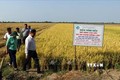 Kiên Giang khuyến cáo nông dân sản xuất lúa Hè Thu né rầy và xâm nhập mặn