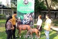 Hội thảo về khôi phục và bảo tồn động vật quý hiếm Sao La