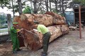 Đắk Nông: Khởi tố nhóm đối tượng khai thác gỗ trái phép trong rừng phòng hộ