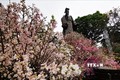 2019年河内日本樱花节开幕