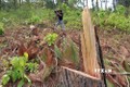 Lâm tặc phá rừng cạnh trụ sở UBND xã - cần mạnh tay xử lý