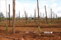 Đắk Nông hỗ trợ nông dân ứng phó với khô hạn