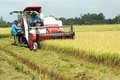 Giải pháp đẩy mạnh tiêu thụ lúa gạo trong dân