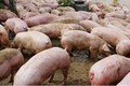  越南各地进一步强化落实非洲猪瘟防控措施