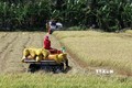 VietinBank cam kết đáp ứng đủ vốn cho doanh nghiệp thu mua tạm trữ thóc gạo Đông Xuân