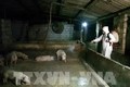 越南全国多地采取配套措施 全力防控非洲猪瘟疫情
