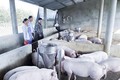 Chị Nguyễn Thị Anh Đào làm giàu từ mô hình trang trại chăn nuôi lợn