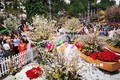 Lễ hội hoa Anh đào Nhật Bản – Hà Nội 2019 kéo dài thêm 1 ngày
