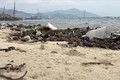 Nguy cơ tôm hùm ở Phú Yên chết hàng loạt do ô nhiễm môi trường nuôi
